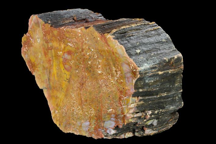 Colorful, Polished Petrified Wood (Araucarioxylon) - Arizona #147923